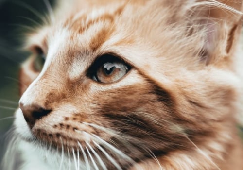 When do cats start getting health problems?